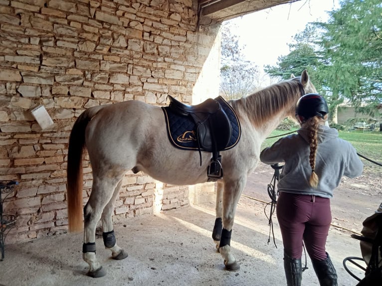 Halbaraber Wallach 15 Jahre 158 cm Fliegenschimmel in Luxé