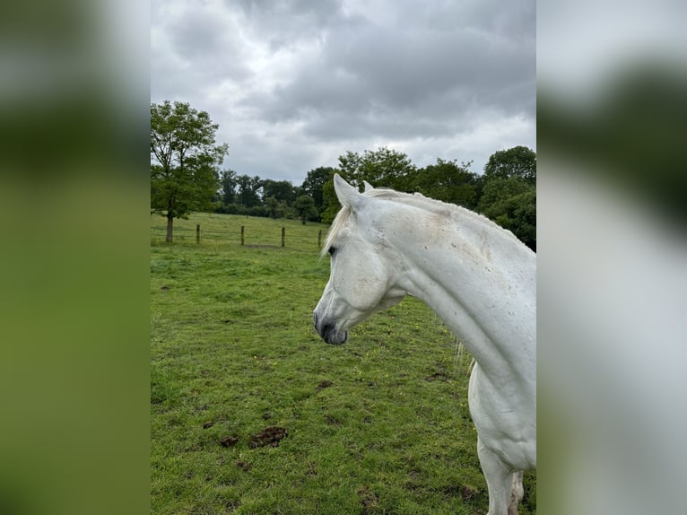 Halbaraber Wallach 15 Jahre 165 cm White in Bourtheroulde