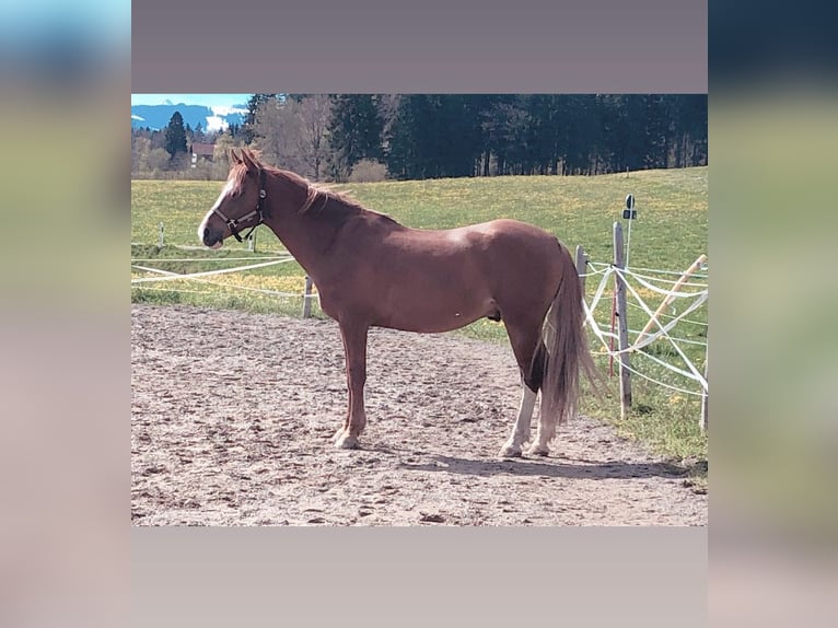 Halbaraber Wallach 18 Jahre 147 cm Fuchs in Obergünzburg