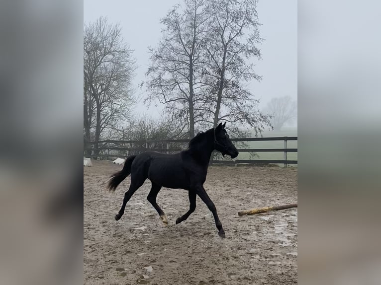 Halbaraber Wallach 2 Jahre 155 cm Schwarzbrauner in Mons