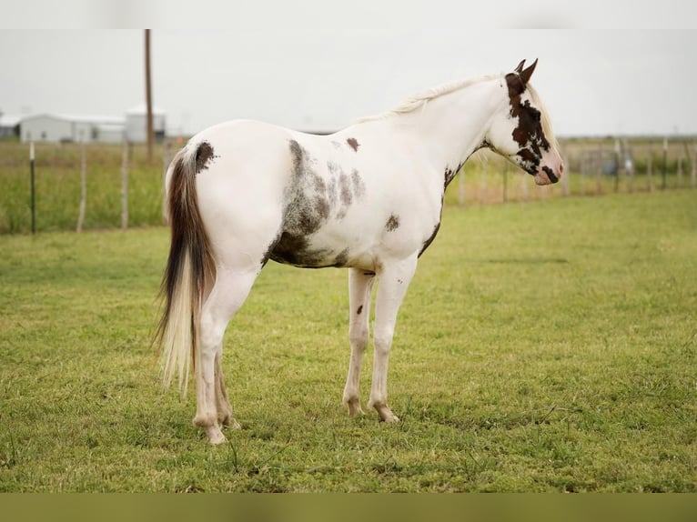 Halbaraber Wallach 3 Jahre 147 cm Schecke in Amarillo, TX