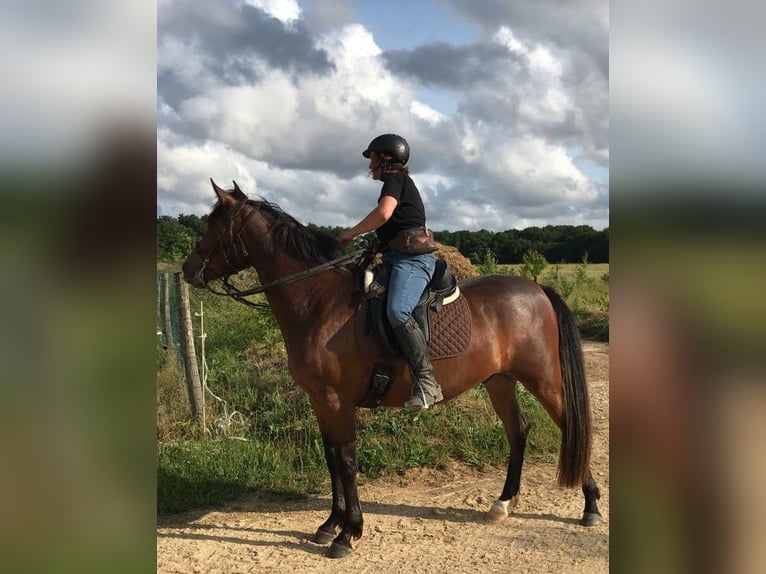 Halbaraber Wallach 3 Jahre 157 cm Brauner in VERNON