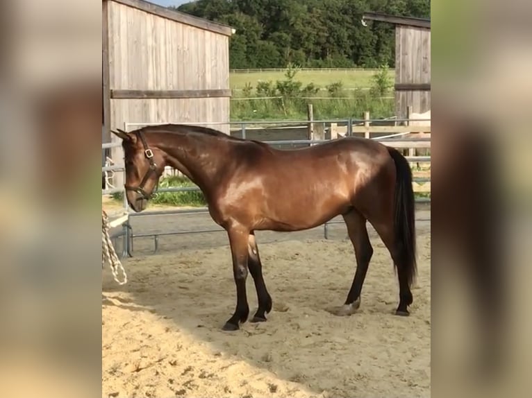 Halbaraber Wallach 3 Jahre 157 cm Brauner in VERNON
