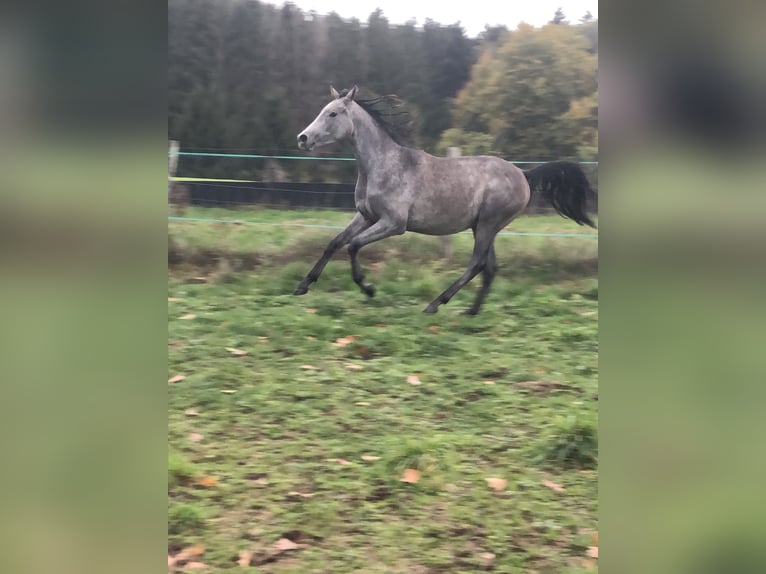 Halbaraber Wallach 3 Jahre Schimmel in Jussarupt