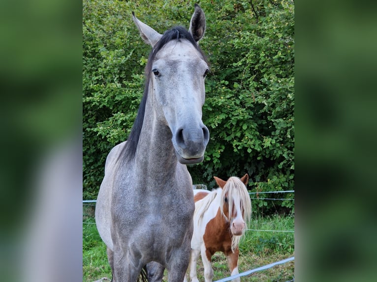 Halbaraber Wallach 3 Jahre Schimmel in Jussarupt