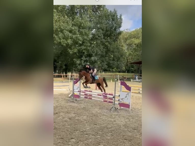 Halbaraber Mix Wallach 7 Jahre 154 cm Brauner in Gelchsheim