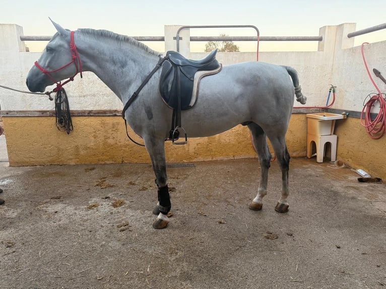 Halbaraber Mix Wallach 7 Jahre 163 cm Schimmel in Las Norias De Daza