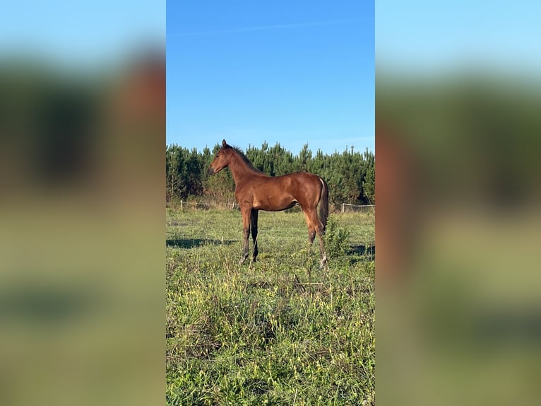 Half Arabier Mix Hengst 1 Jaar 140 cm Donkerbruin in Morcenx