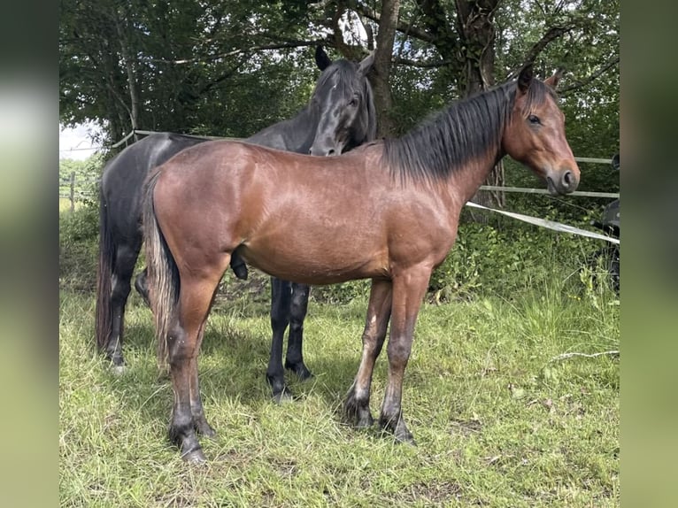 Half Arabier Hengst 1 Jaar 150 cm Bruin in les salles de castillon