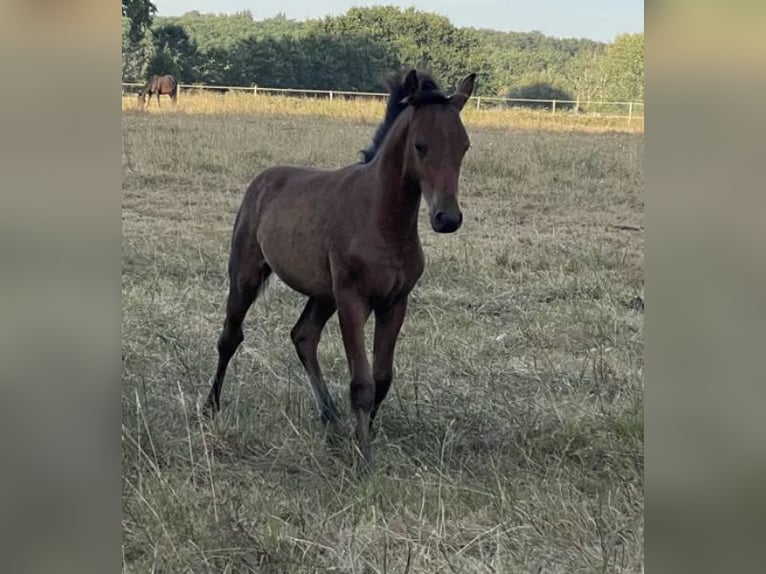Half Arabier Hengst 1 Jaar 150 cm Bruin in les salles de castillon