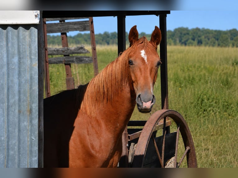 Half Arabier Mix Hengst 1 Jaar 165 cm Vos in Harbouey
