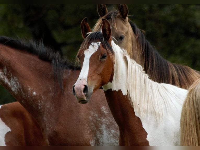 Half Arabier Hengst 2 Jaar 150 cm Tobiano-alle-kleuren in GOVEN