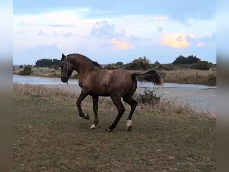 Half Arabier Hengst 2 Jaar 153 cm in Saint-Georges-d&#39;Oléron