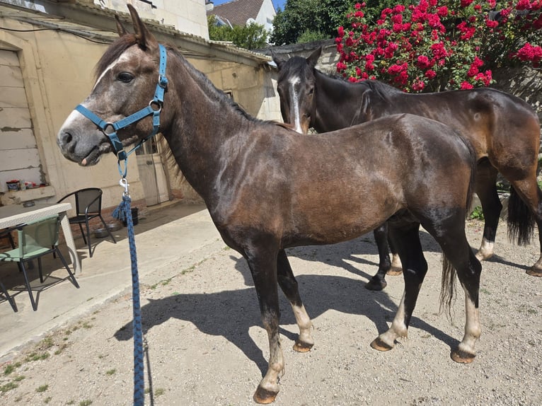 Half Arabier Mix Hengst 3 Jaar 147 cm Roan-Red in Chacrise