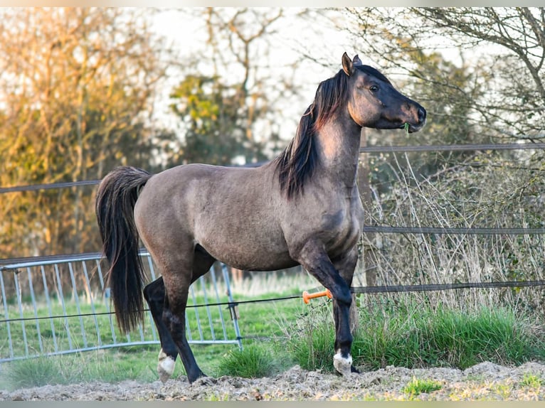 Half Arabier Hengst 4 Jaar 154 cm Grullo in Férel