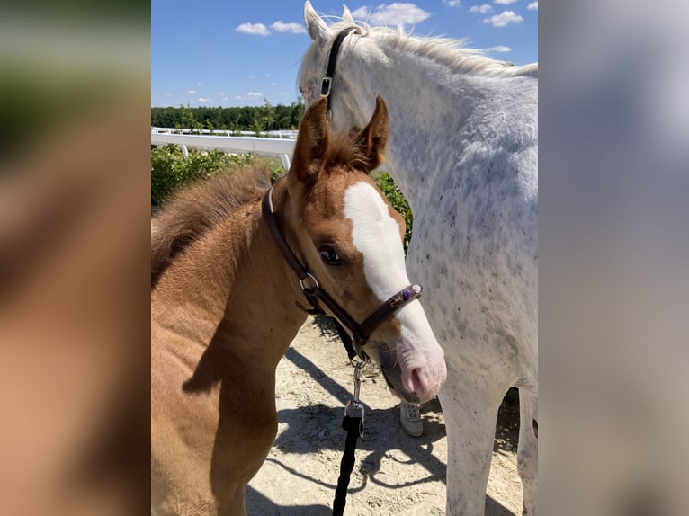 Half Arabier Hengst  Appaloosa in Vire