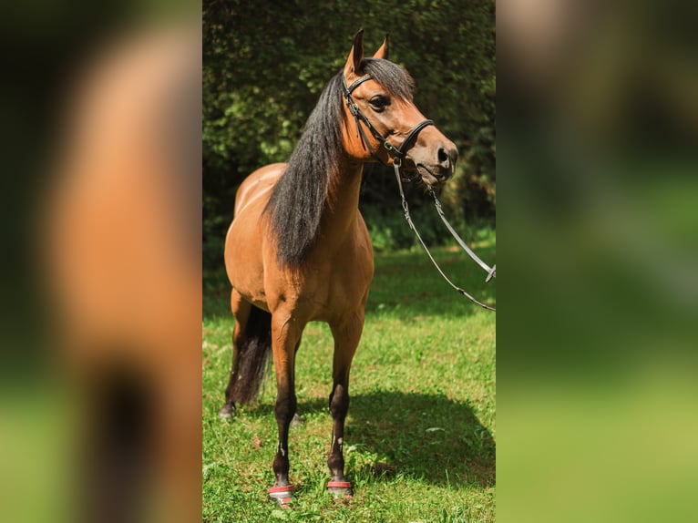 Half Arabier Mix Merrie 10 Jaar 147 cm Bruin in Nürtingen