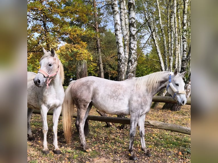 Half Arabier Merrie 10 Jaar 150 cm Schimmel in Bukowinka