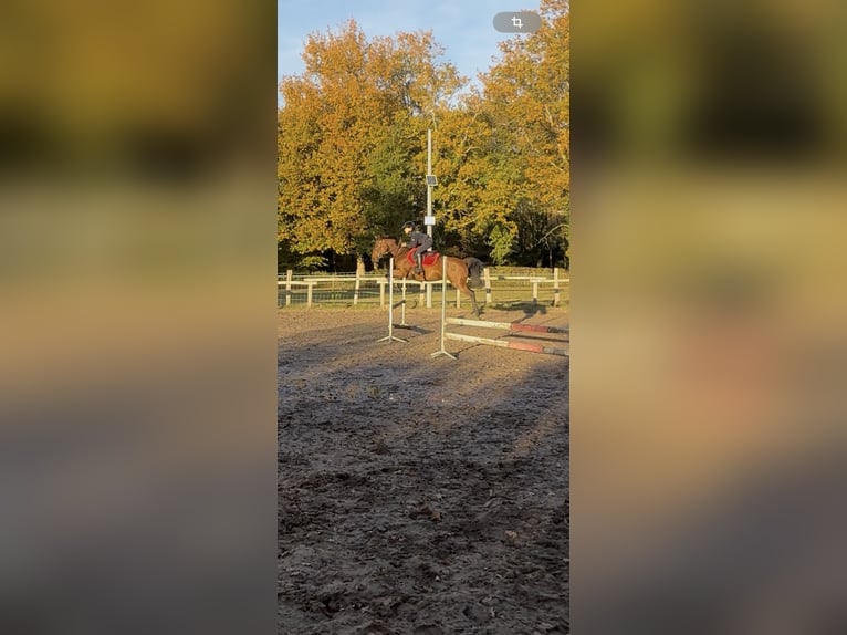 Half Arabier Merrie 14 Jaar 146 cm Bruin in Villemandeur