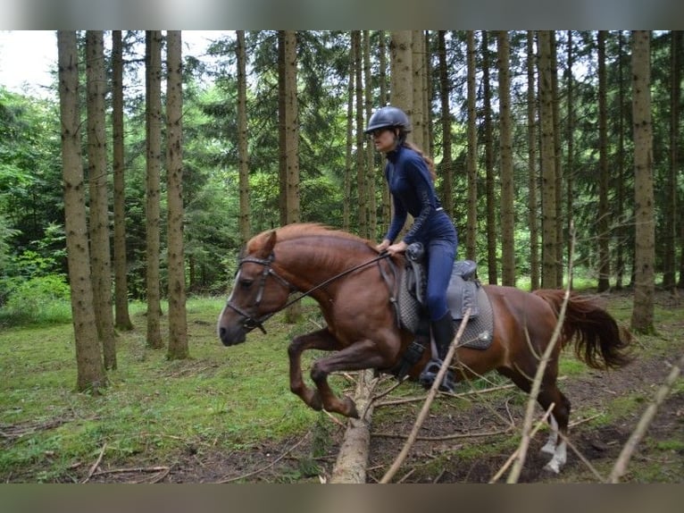 Half Arabier Mix Merrie 19 Jaar 140 cm Vos in Winterlingen