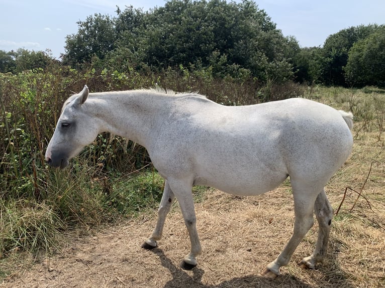 Half Arabier Merrie 19 Jaar 150 cm Schimmel in Plouguerneau
