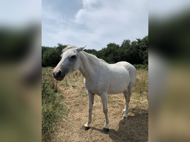 Half Arabier Merrie 19 Jaar 150 cm Schimmel in Plouguerneau