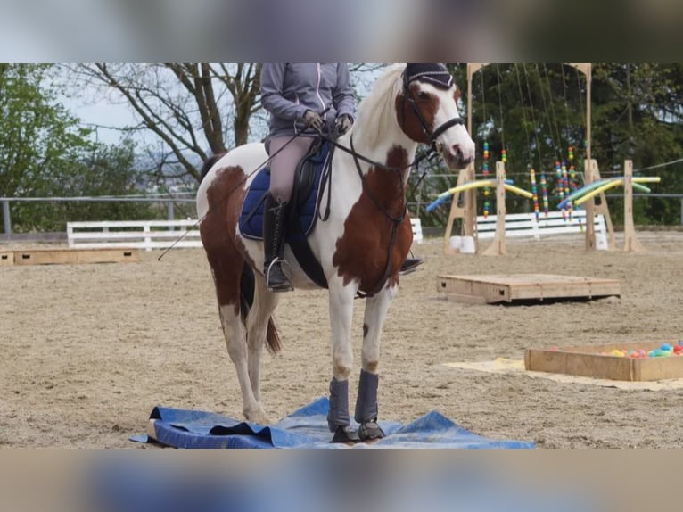 Half Arabier Mix Merrie 19 Jaar 153 cm Gevlekt-paard in Moosthenning