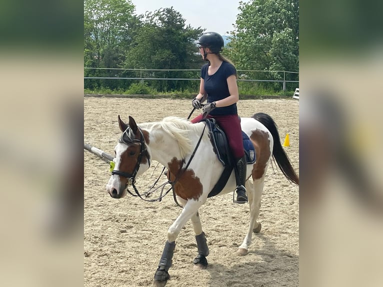 Half Arabier Mix Merrie 19 Jaar 153 cm Gevlekt-paard in Moosthenning