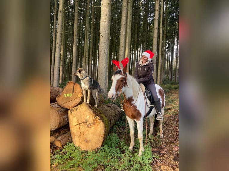 Half Arabier Mix Merrie 19 Jaar 153 cm Gevlekt-paard in Moosthenning