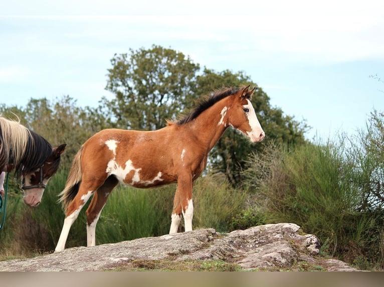 Half Arabier Merrie 1 Jaar 157 cm Tobiano-alle-kleuren in GOVEN