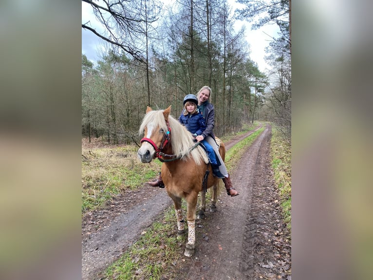 Half Arabier Merrie 23 Jaar 143 cm Lichtbruin in OberlangenOberlangen