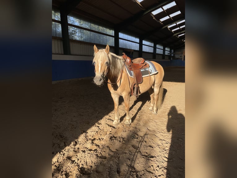 Half Arabier Merrie 23 Jaar 143 cm Lichtbruin in OberlangenOberlangen