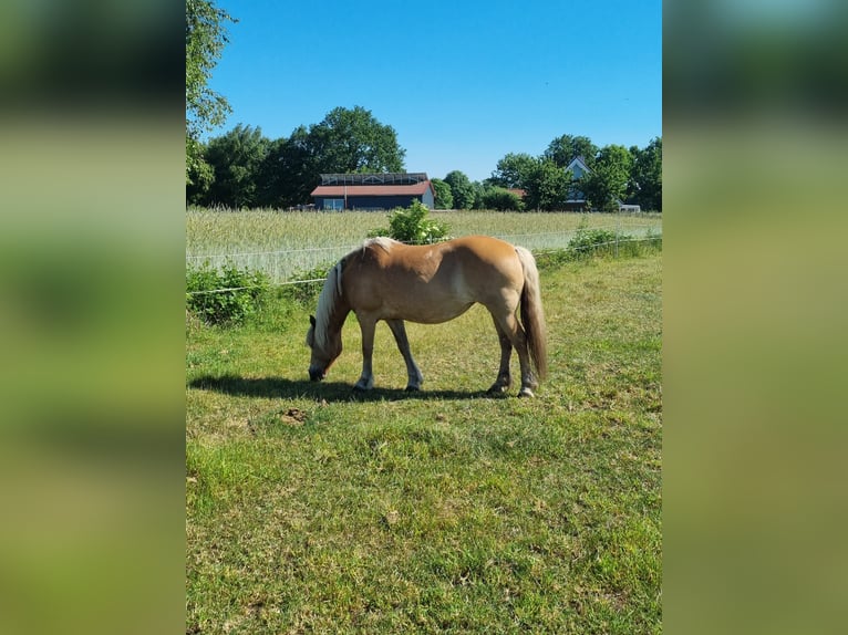 Half Arabier Merrie 23 Jaar 143 cm Lichtbruin in OberlangenOberlangen