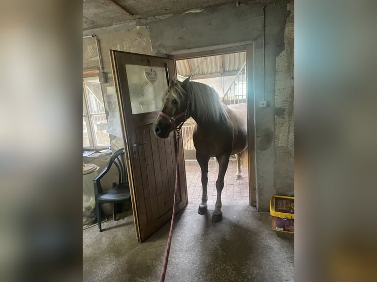 Half Arabier Merrie 23 Jaar 143 cm Lichtbruin in OberlangenOberlangen