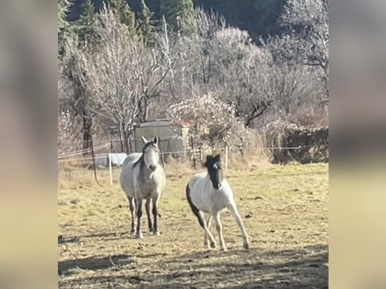 Half Arabier Merrie 2 Jaar 135 cm Tobiano-alle-kleuren in Manteyer