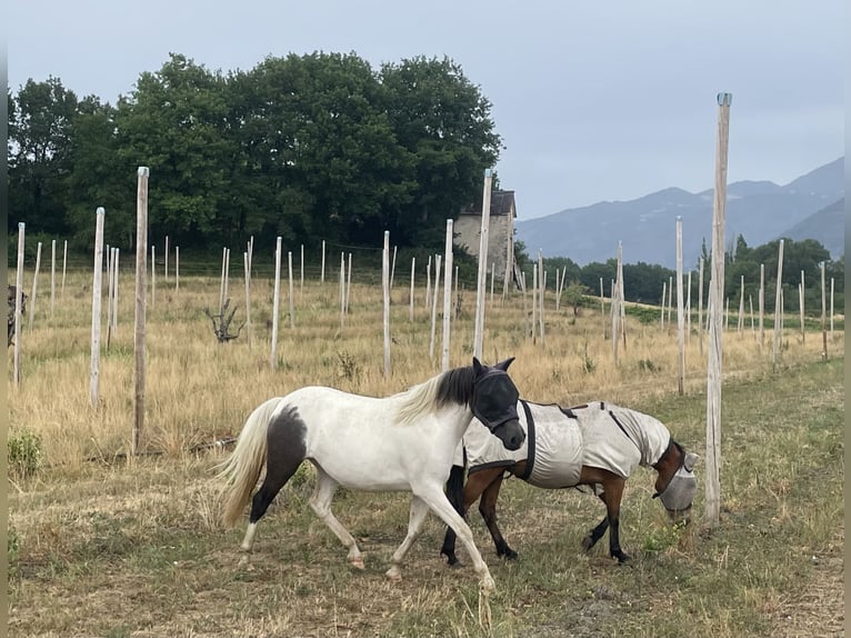Half Arabier Merrie 2 Jaar 135 cm Tobiano-alle-kleuren in Manteyer
