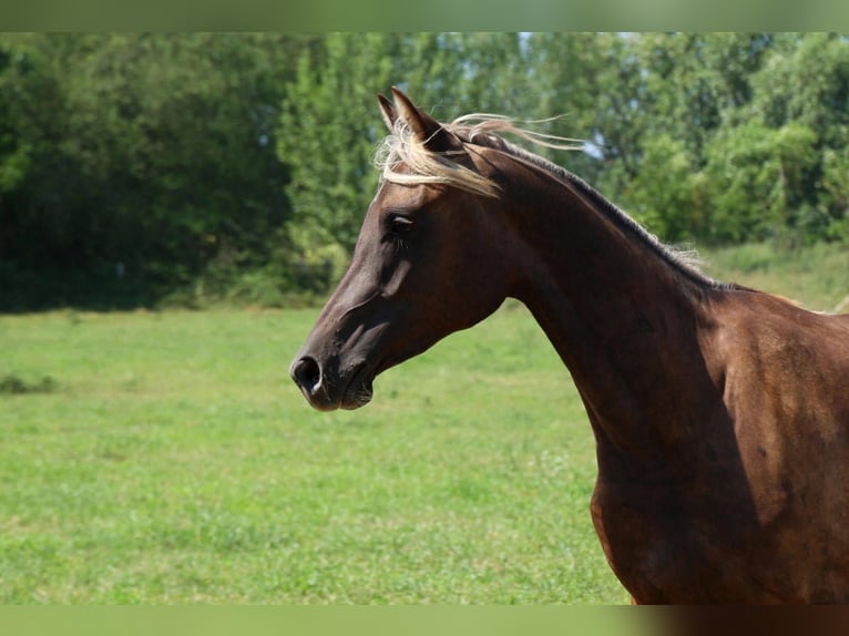 Half Arabier Merrie 2 Jaar 154 cm Zwart in goven