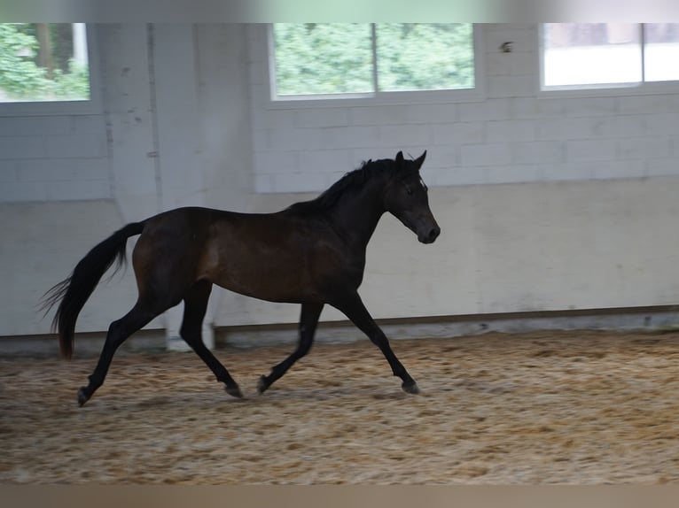 Half Arabier Merrie 2 Jaar 157 cm Zwartbruin in Estrada, A (Casco Urbano)