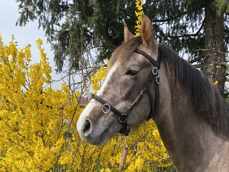 Half Arabier Merrie 4 Jaar 150 cm Vliegenschimmel in Montrond les bains