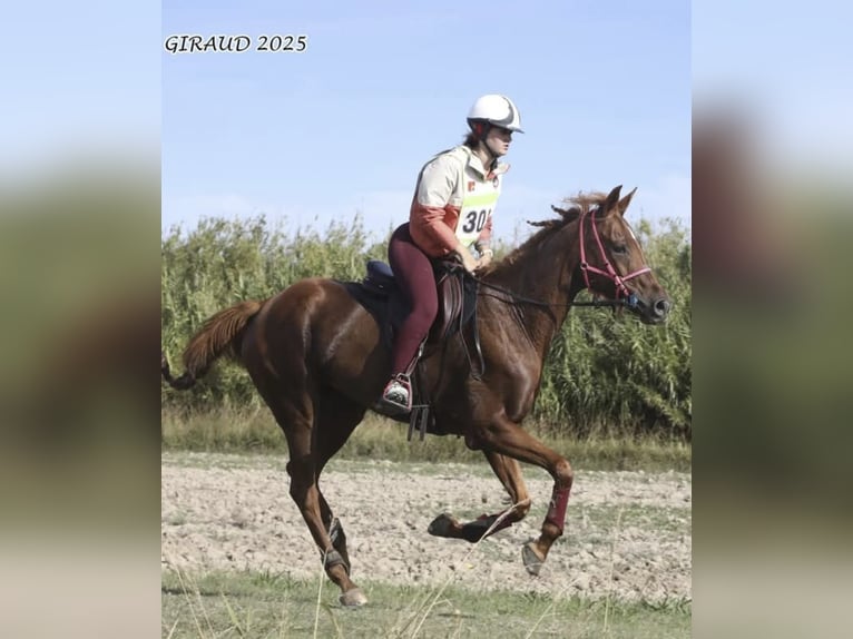 Half Arabier Merrie 9 Jaar 161 cm Vos in CONNAUX