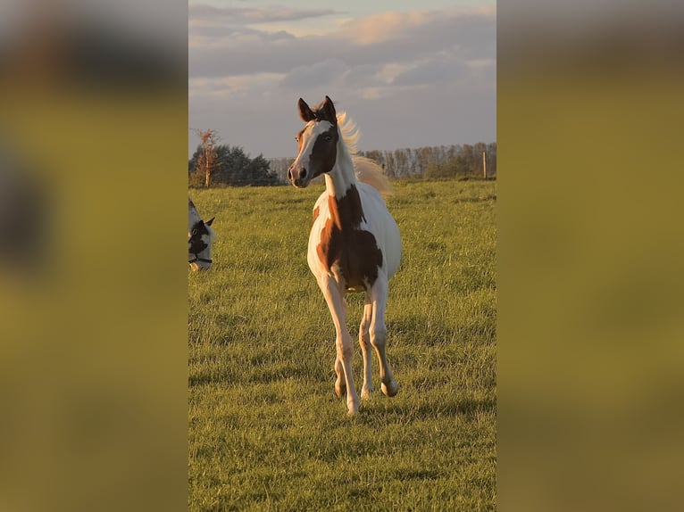 Half Arabier Merrie veulen (04/2024) 155 cm Tobiano-alle-kleuren in Orchies