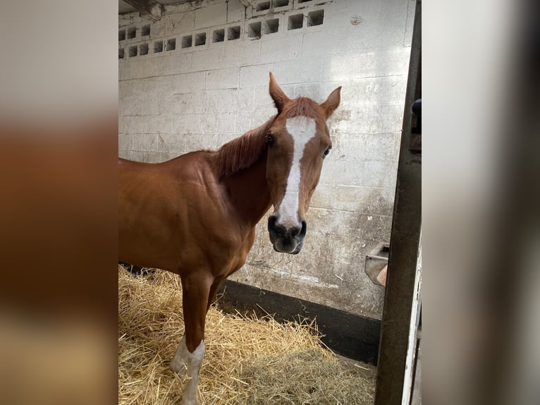 Half Arabier Ruin 10 Jaar 156 cm Donkere-vos in Grimbergen