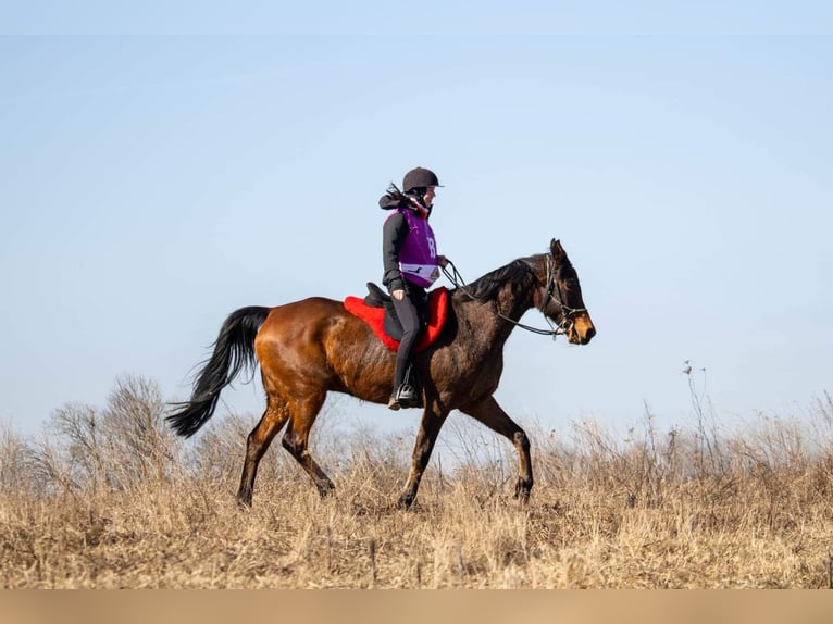 Half Arabier Ruin 10 Jaar 160 cm Roodbruin in Hatu