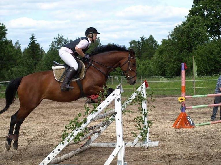 Half Arabier Ruin 10 Jaar 160 cm Roodbruin in Hatu