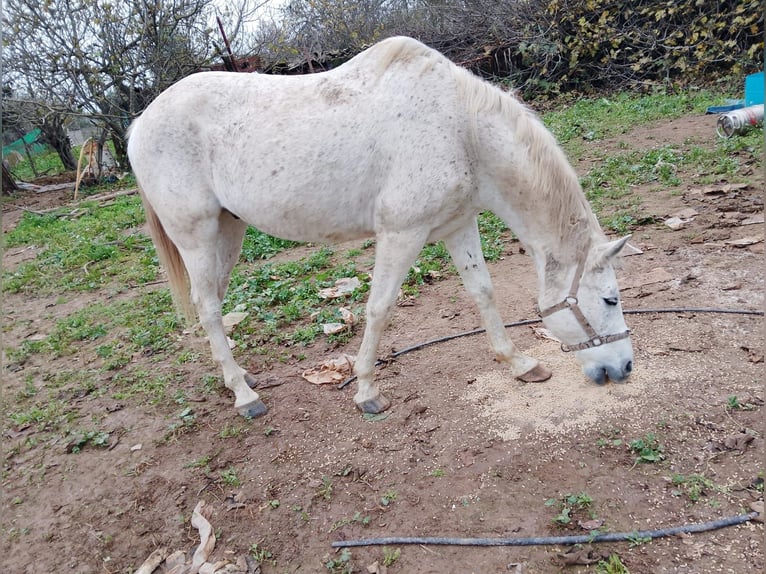 Half Arabier Ruin 11 Jaar in Gerri De La Sal