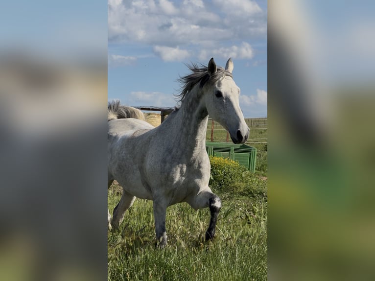 Half Arabier Ruin 13 Jaar 163 cm Appelschimmel in Saint-Victor