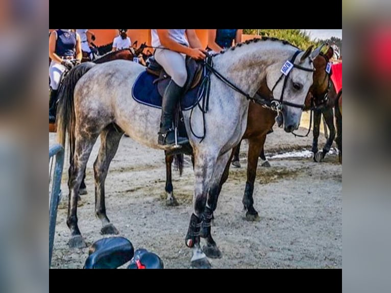 Half Arabier Ruin 15 Jaar 158 cm Vliegenschimmel in Luxé