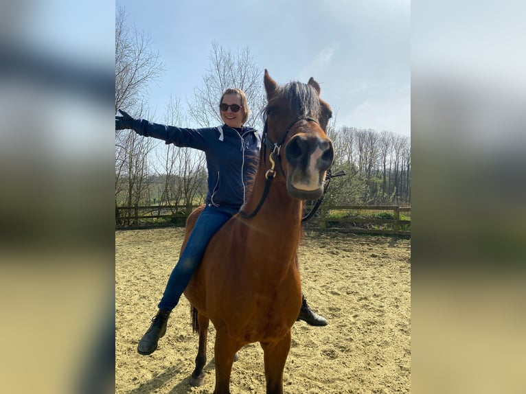 Half Arabier Ruin 16 Jaar 155 cm Zwartbruin in Ronse