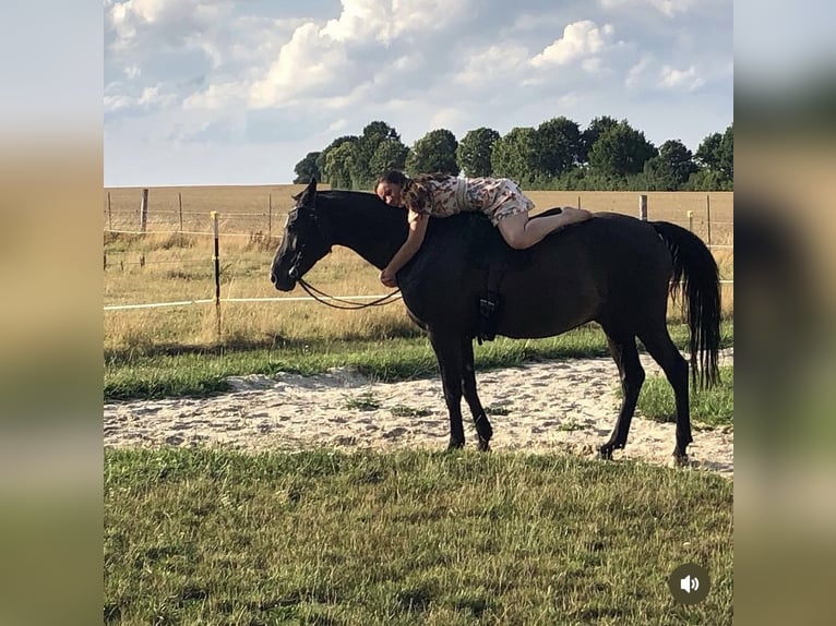 Half Arabier Mix Ruin 18 Jaar 156 cm Zwart in Hagenow