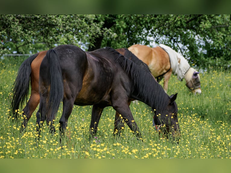 Half Arabier Mix Ruin 19 Jaar 158 cm Zwartbruin in Baltmannsweiler